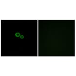 Immunofluorescence - Anti-OR11G2 Antibody (G423) - Antibodies.com