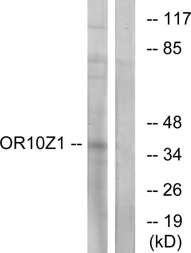 Western blot analysis of lysates from COS7 cells using Anti-OR10Z1 Antibody. The right hand lane represents a negative control, where the antibody is blocked by the immunising peptide.