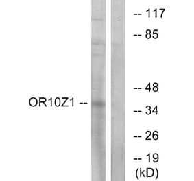 Western Blot - Anti-OR10Z1 Antibody (G833) - Antibodies.com