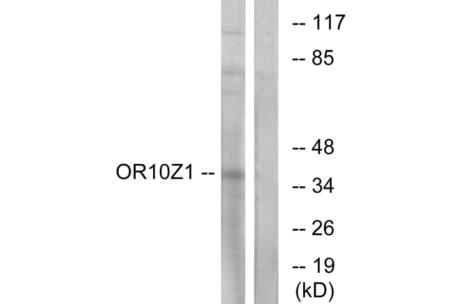 Western Blot - Anti-OR10Z1 Antibody (G833) - Antibodies.com