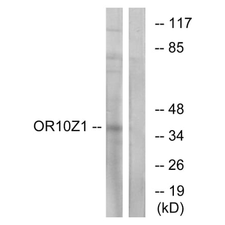 Western Blot - Anti-OR10Z1 Antibody (G833) - Antibodies.com