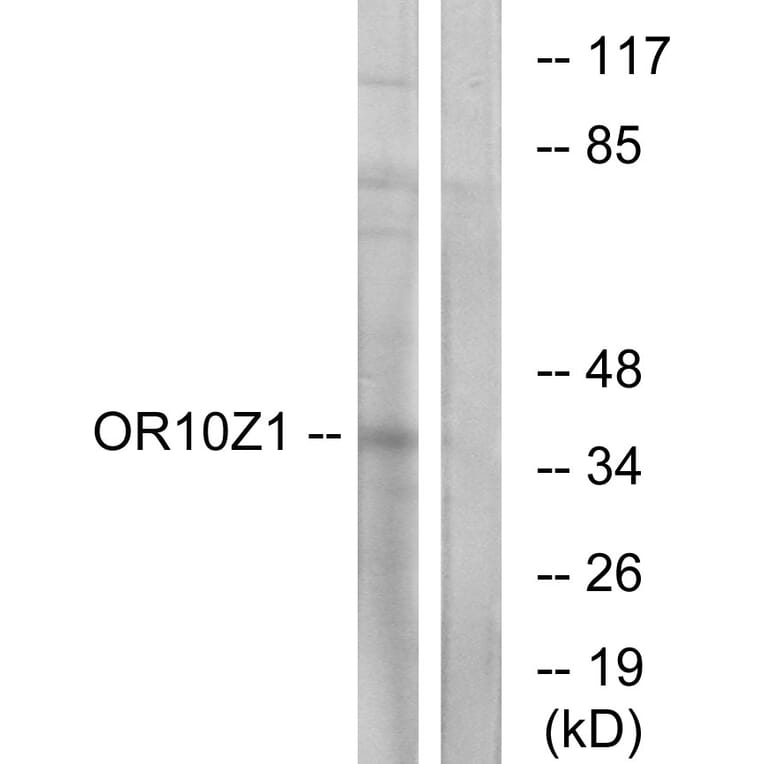 Western Blot - Anti-OR10Z1 Antibody (G833) - Antibodies.com