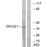 Western Blot - Anti-OR10Z1 Antibody (G833) - Antibodies.com