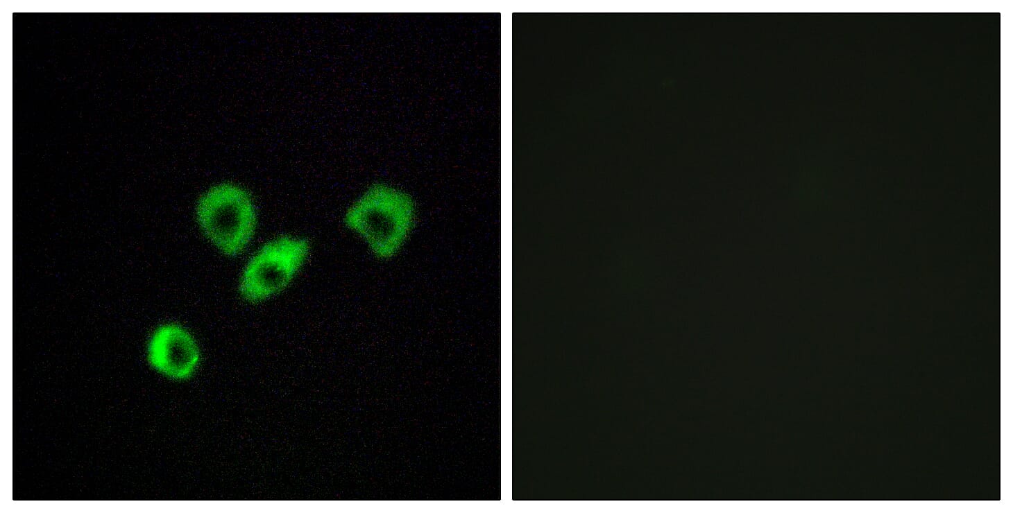 Immunofluorescence analysis of MCF7 cells using Anti-OR10Z1 Antibody. The right hand panel represents a negative control, where the antibody was pre-incubated with the immunising peptide.