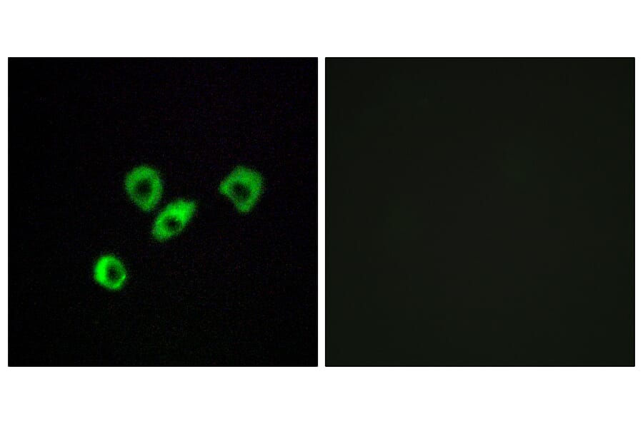 Immunofluorescence - Anti-OR10Z1 Antibody (G833) - Antibodies.com
