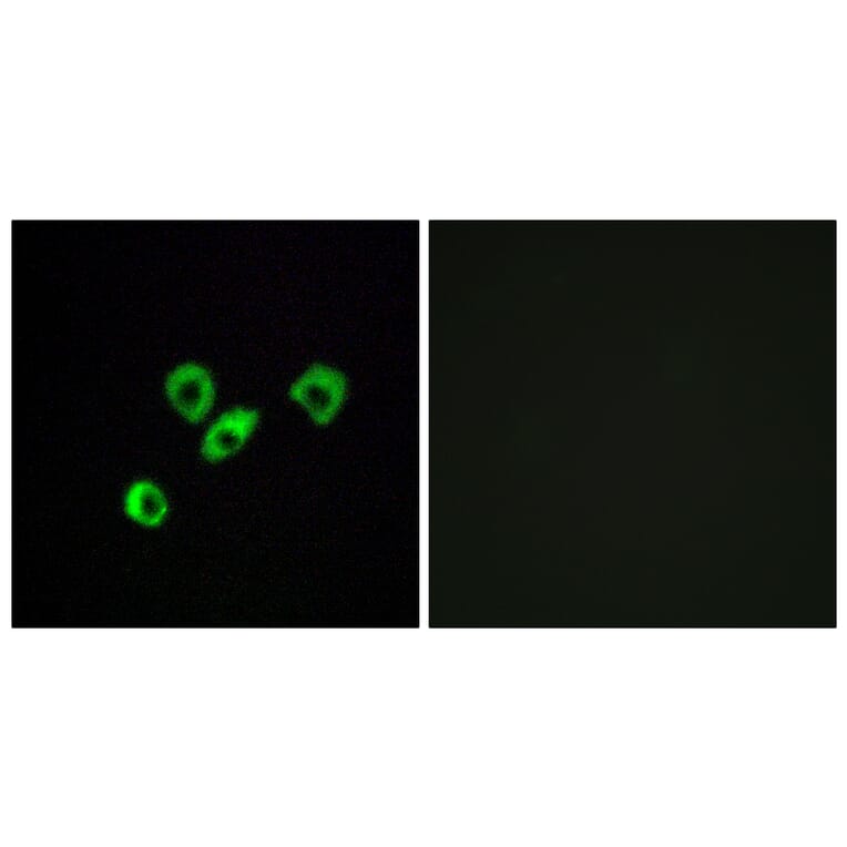 Immunofluorescence - Anti-OR10Z1 Antibody (G833) - Antibodies.com
