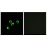 Immunofluorescence - Anti-OR10Z1 Antibody (G833) - Antibodies.com