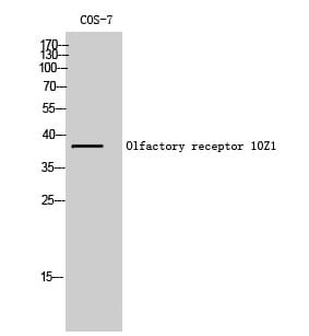 Western blot analysis of COS 7 cells using Anti-OR10Z1 Antibody.