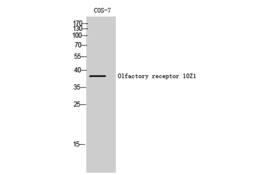 Western Blot - Anti-OR10Z1 Antibody (G833) - Antibodies.com