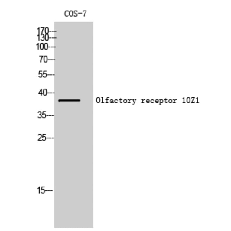 Western Blot - Anti-OR10Z1 Antibody (G833) - Antibodies.com