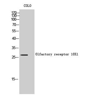 Western blot analysis of COLO cells using Anti-OR10X1 Antibody.
