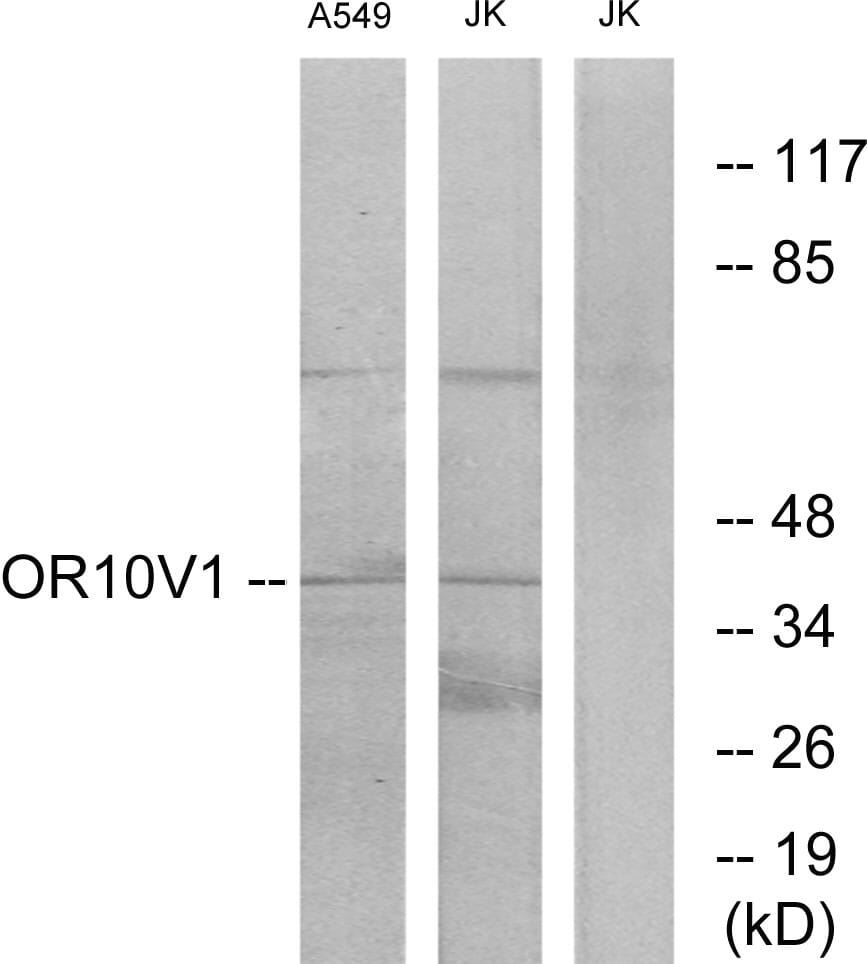 Western blot analysis of lysates from A549 and Jurkat cells using Anti-OR10V1 Antibody. The right hand lane represents a negative control, where the antibody is blocked by the immunising peptide.