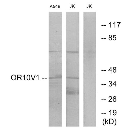 Western Blot - Anti-OR10V1 Antibody (G506) - Antibodies.com