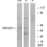Western Blot - Anti-OR10V1 Antibody (G506) - Antibodies.com