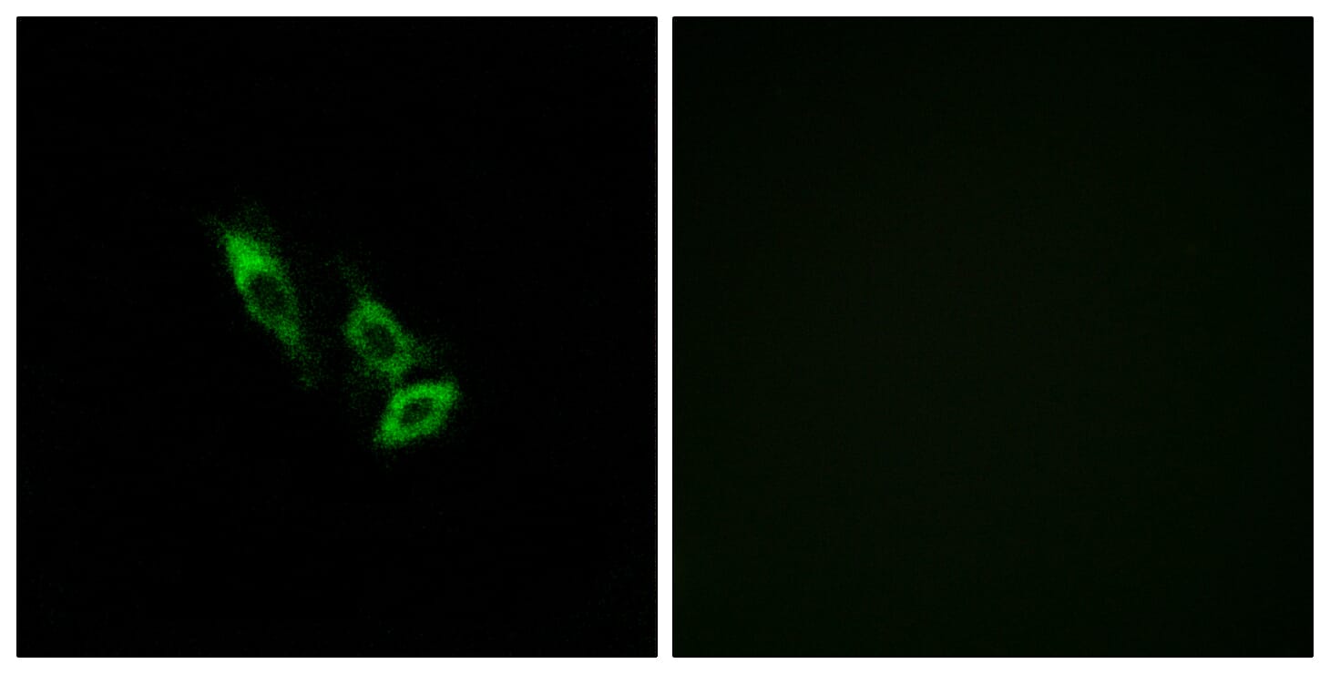 Immunofluorescence analysis of A549 cells using Anti-OR10V1 Antibody. The right hand panel represents a negative control, where the antibody was pre-incubated with the immunising peptide.