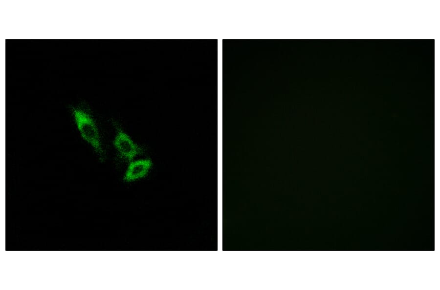 Immunofluorescence - Anti-OR10V1 Antibody (G506) - Antibodies.com
