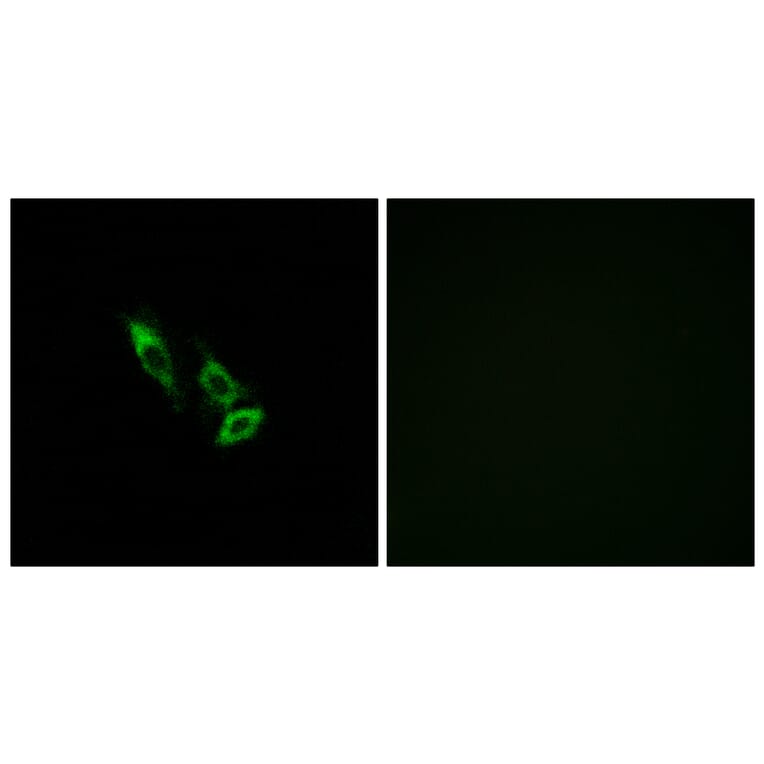 Immunofluorescence - Anti-OR10V1 Antibody (G506) - Antibodies.com