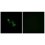 Immunofluorescence - Anti-OR10V1 Antibody (G506) - Antibodies.com