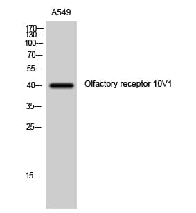 Western blot analysis of A549 cells using Anti-OR10V1 Antibody.