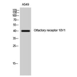 Western Blot - Anti-OR10V1 Antibody (G506) - Antibodies.com