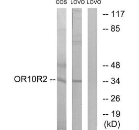 Western Blot - Anti-OR10S1 Antibody (G831) - Antibodies.com