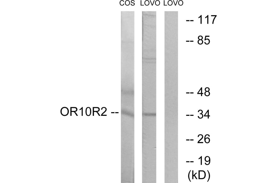 Western Blot - Anti-OR10S1 Antibody (G831) - Antibodies.com