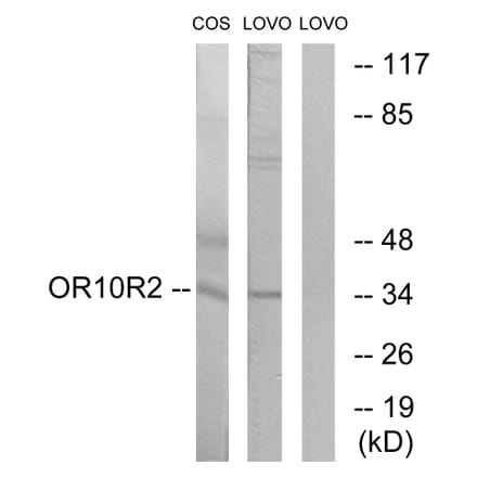 Western Blot - Anti-OR10S1 Antibody (G831) - Antibodies.com