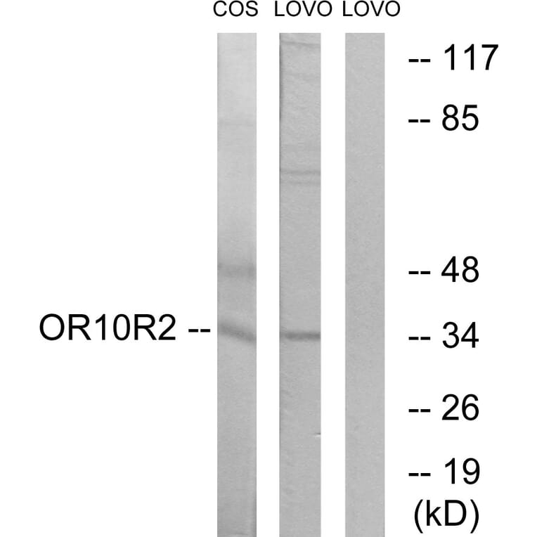 Western Blot - Anti-OR10S1 Antibody (G831) - Antibodies.com