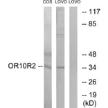 Western Blot - Anti-OR10S1 Antibody (G831) - Antibodies.com