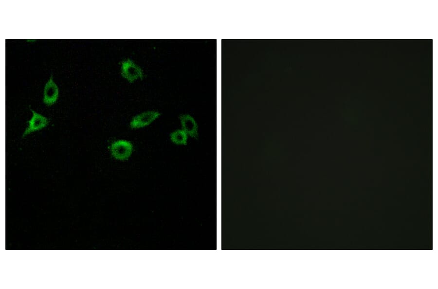 Immunofluorescence - Anti-OR10S1 Antibody (G831) - Antibodies.com