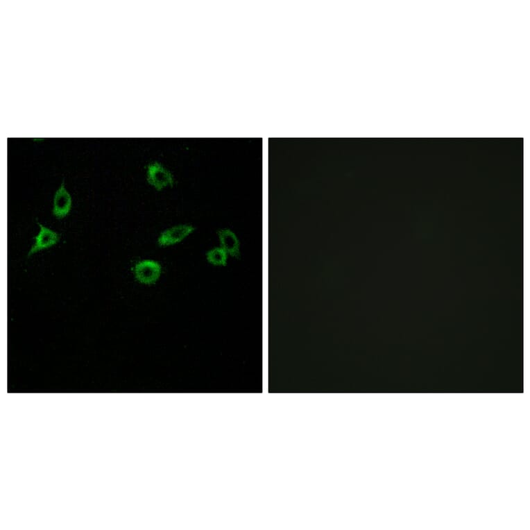 Immunofluorescence - Anti-OR10S1 Antibody (G831) - Antibodies.com