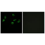 Immunofluorescence - Anti-OR10S1 Antibody (G831) - Antibodies.com