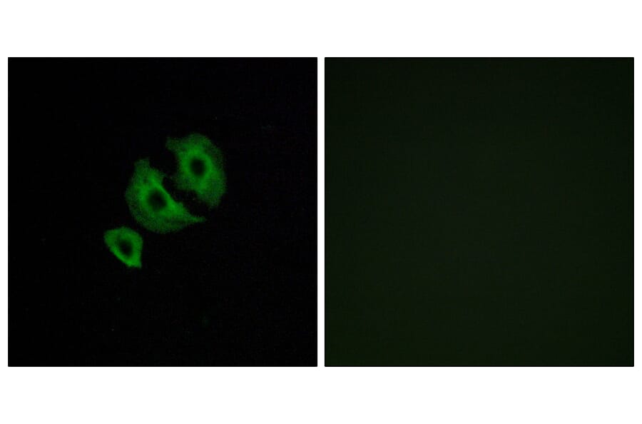 Immunofluorescence - Anti-OR10J6 Antibody (G422) - Antibodies.com