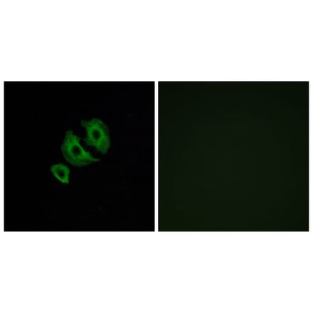 Immunofluorescence - Anti-OR10J6 Antibody (G422) - Antibodies.com