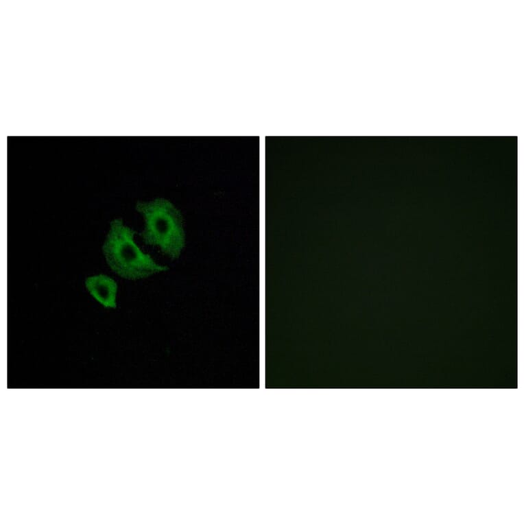 Immunofluorescence - Anti-OR10J6 Antibody (G422) - Antibodies.com