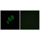 Immunofluorescence - Anti-OR10J6 Antibody (G422) - Antibodies.com
