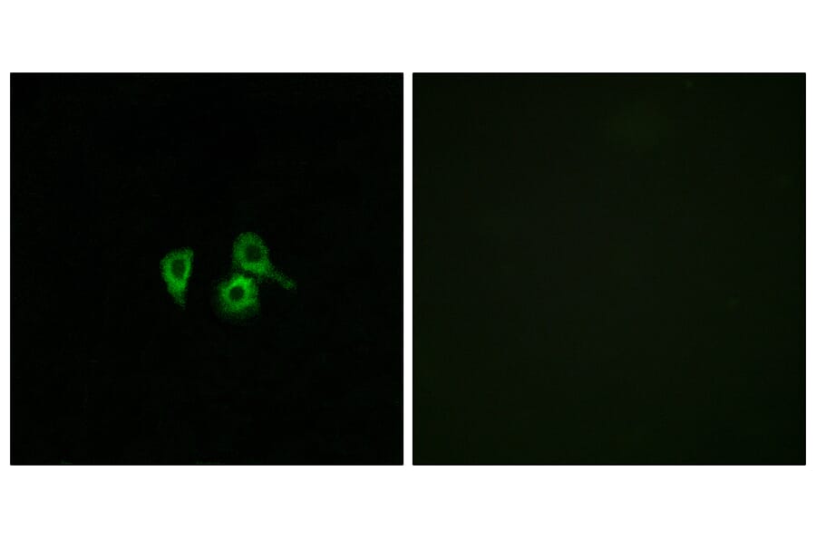 Immunofluorescence - Anti-OR10H4 Antibody (G501) - Antibodies.com