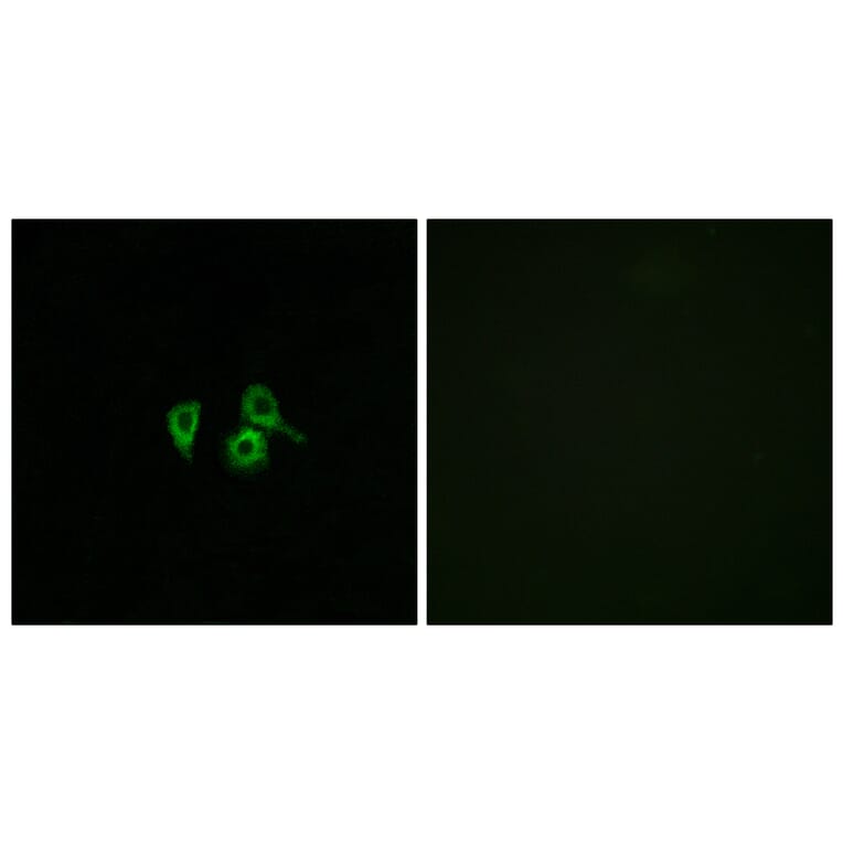 Immunofluorescence - Anti-OR10H4 Antibody (G501) - Antibodies.com