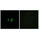 Immunofluorescence - Anti-OR10H4 Antibody (G501) - Antibodies.com