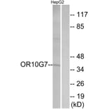 Western Blot - Anti-OR10G7 Antibody (G825) - Antibodies.com