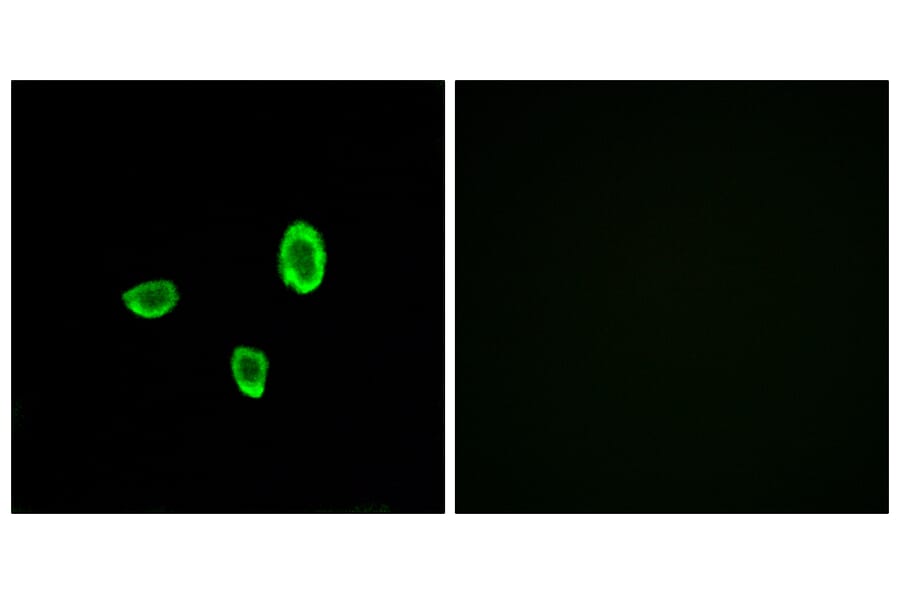 Immunofluorescence - Anti-OR10G7 Antibody (G825) - Antibodies.com