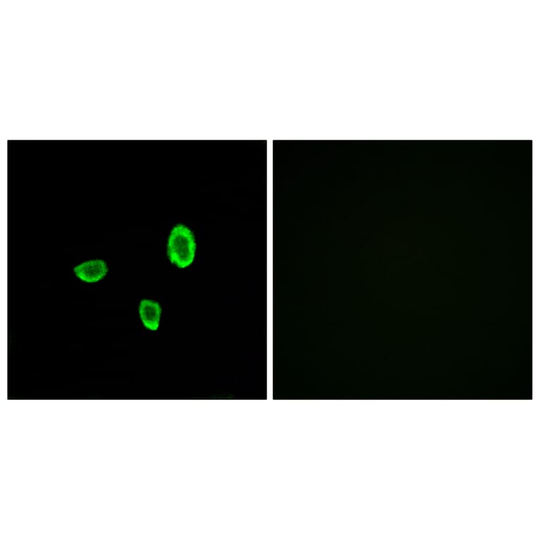 Immunofluorescence - Anti-OR10G7 Antibody (G825) - Antibodies.com