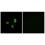 Immunofluorescence - Anti-OR10G7 Antibody (G825) - Antibodies.com
