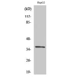 Western Blot - Anti-OR10G7 Antibody (G825) - Antibodies.com