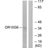 Western Blot - Anti-OR10G6 Antibody (G499) - Antibodies.com