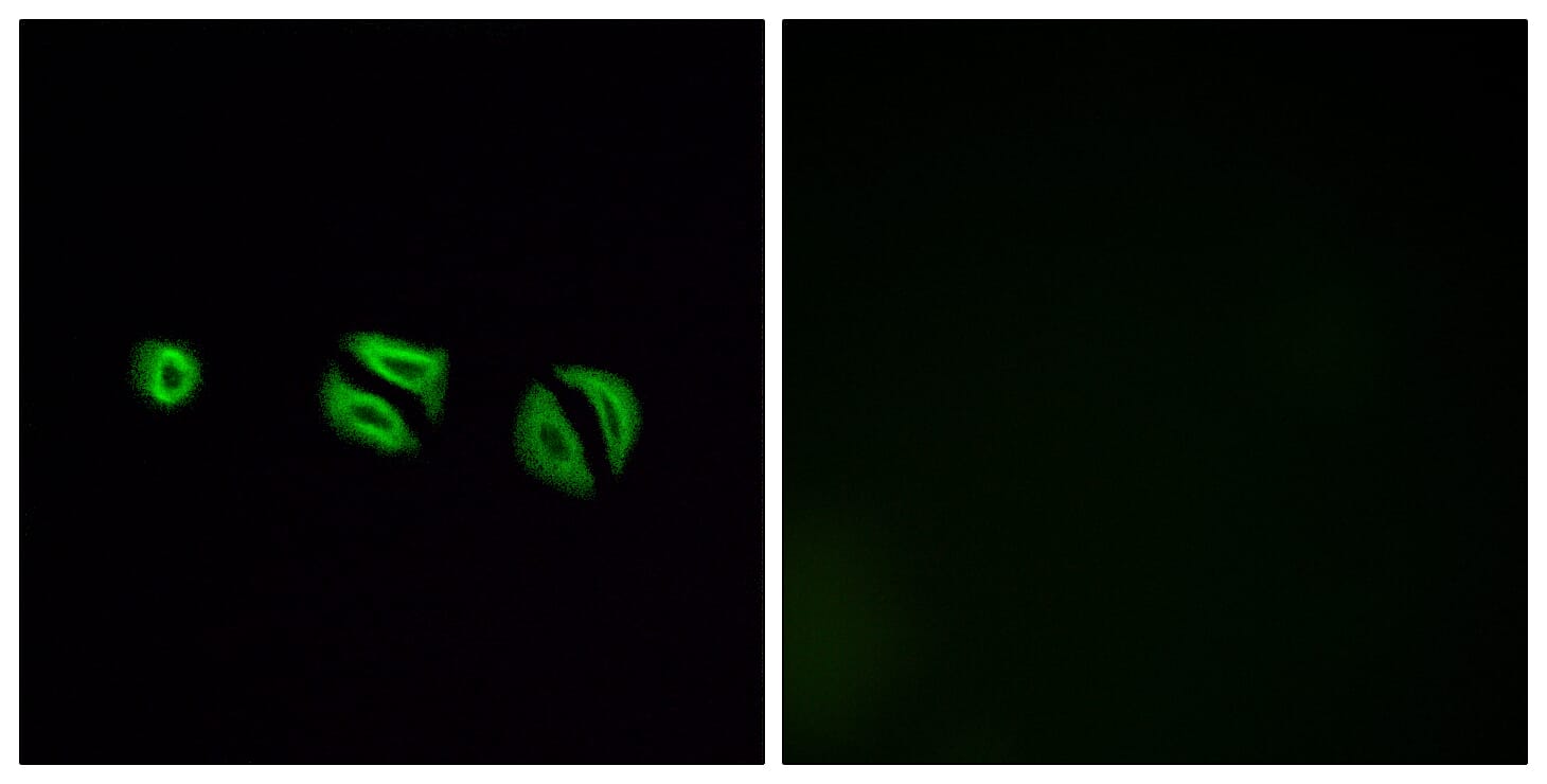 Immunofluorescence analysis of A549 cells using Anti-OR10G6 Antibody. The right hand panel represents a negative control, where the antibody was pre-incubated with the immunising peptide.