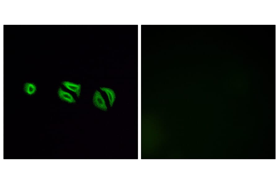 Immunofluorescence - Anti-OR10G6 Antibody (G499) - Antibodies.com