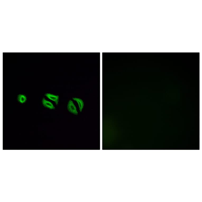 Immunofluorescence - Anti-OR10G6 Antibody (G499) - Antibodies.com