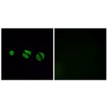 Immunofluorescence - Anti-OR10G6 Antibody (G499) - Antibodies.com