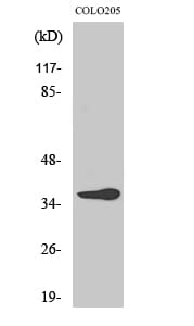 Western blot analysis of various cells using Anti-OR10G6 Antibody.